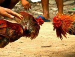 Sabung Ayam dan Judi Di Wilayah Pagelaran Malang Kerap Resahkan Warga, Diduga Ada Pembiaran Aparat