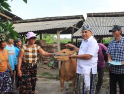 Serahkan Bibit Sapi Betina, Bupati Tamba : Harus Bermanfaat Bagi Ekonomi Masyarakat 