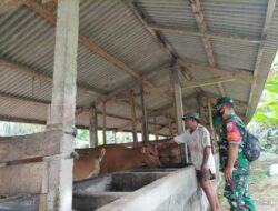 Antisipasi Wabah PMK, Babinsa Koramil 02/Susut Kembali Pantau Ternak Sapi Warga