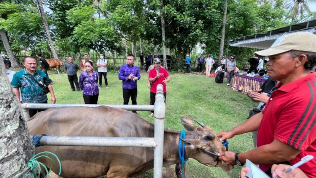 Antisipasi Penyakit Pada Ternak, Dinas Pertanian Dan Pangan Kabupaten Jembrana Gelar Pelayanan Kesehatan Hewan Terpadu