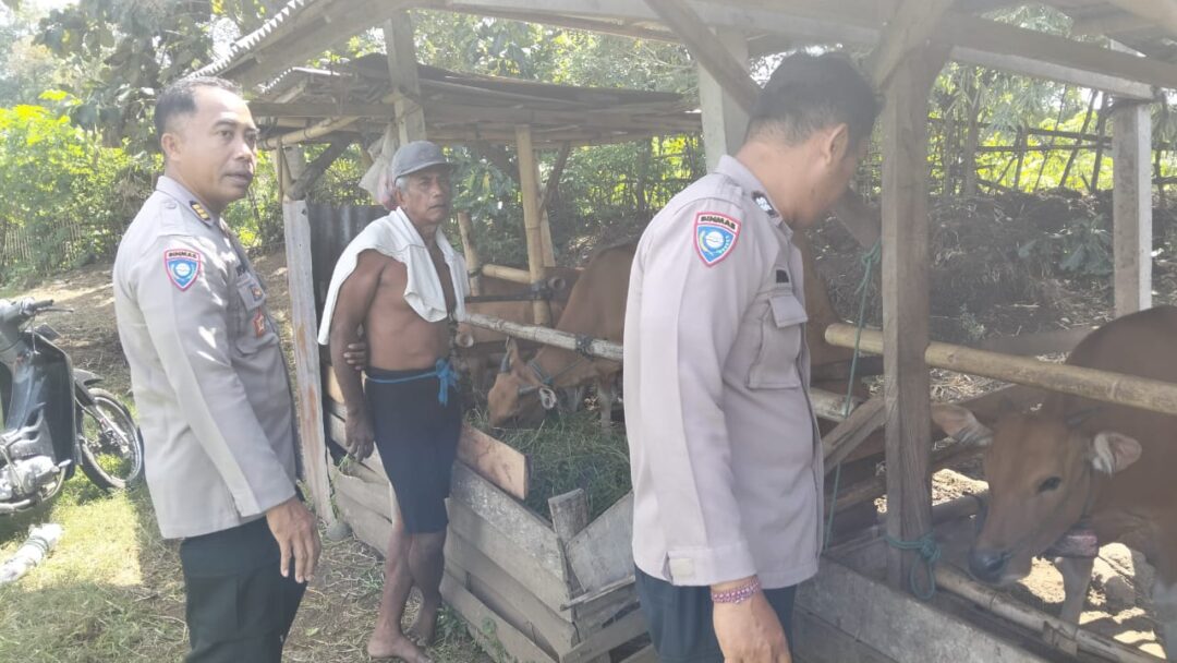 Antisipasi PMK Jelang Idul Adha, Polres Jembrana Edukasi Peternak Sapi