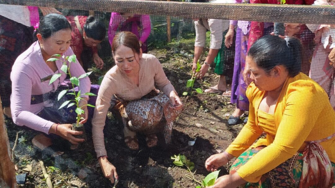 TP PKK Jembrana Salurkan Ribuan Bibit Cabai Dan Terong Sebagai Langkah Tekan Inflasi