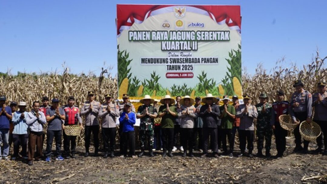 Panen Raya Jagung Serentak, Komitmen Pemkab Jembrana Dukung Ketahanan Pangan Nasional