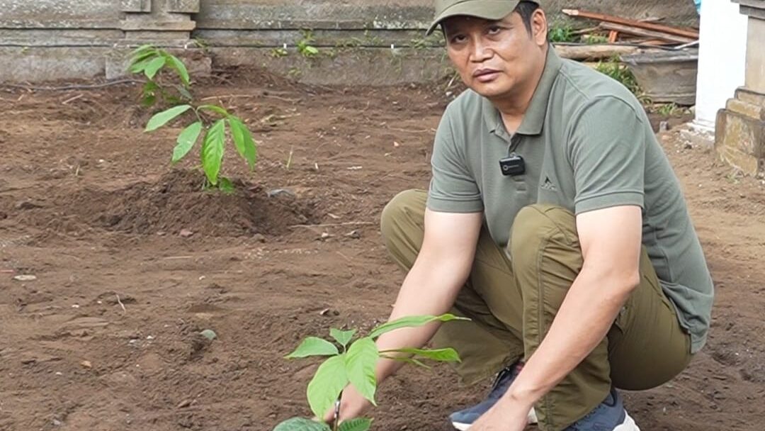 Kakao Jadi Prioritas, Bupati Jembrana Tanam Pohonnya Di Kediaman Dinas