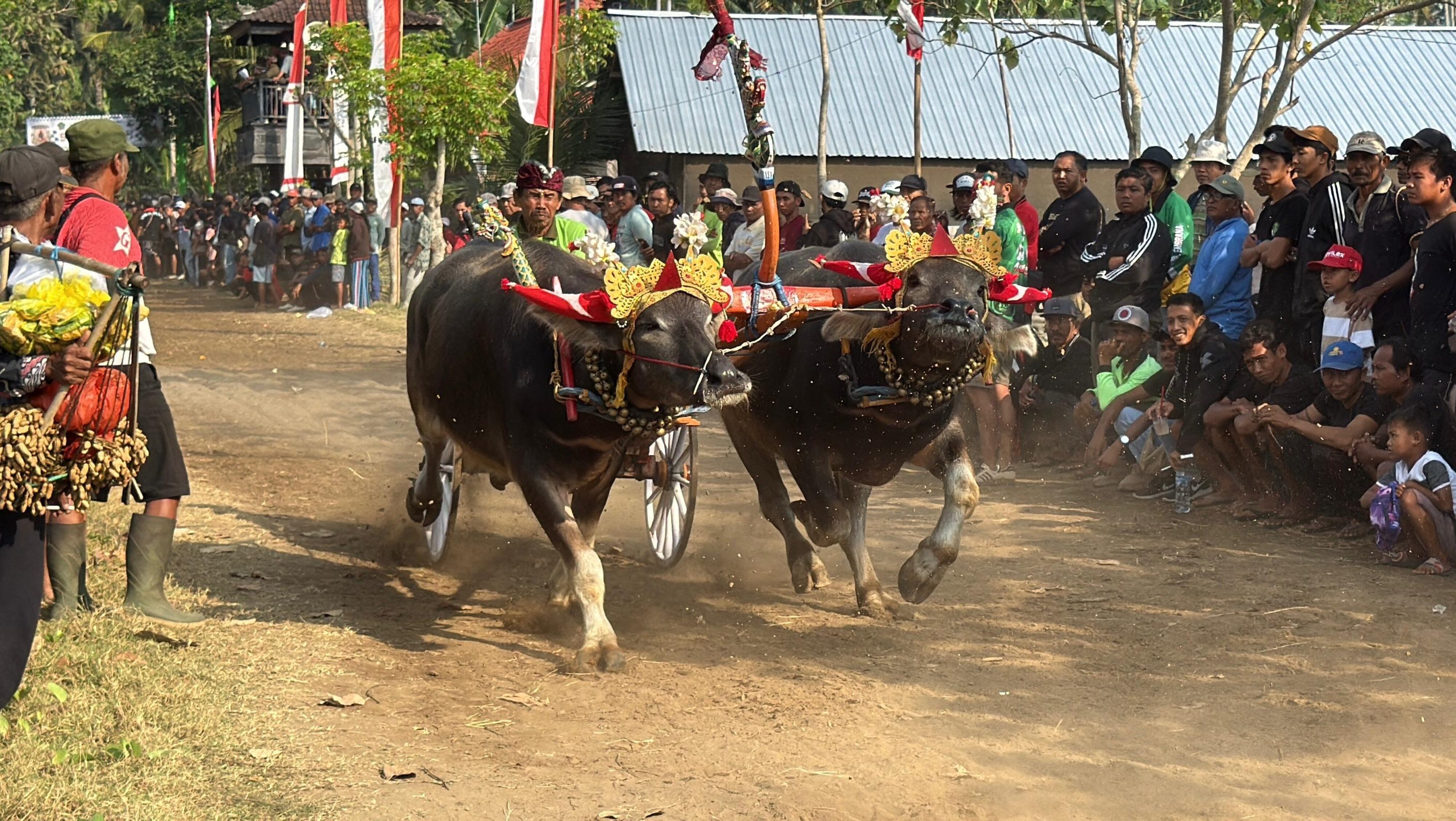 Ribuan Penonton Padati Lomba Makepung Bupati Jembrana CUP Tahun 2025